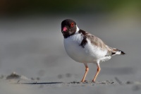 Kulik cernohlavy - Thinornis cucullatus - Hooded Plover o4807